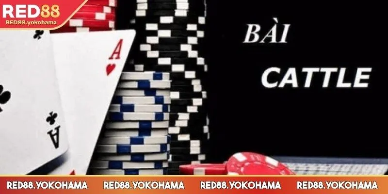 Cách chơi bài Cát Tê tính đối kháng cao