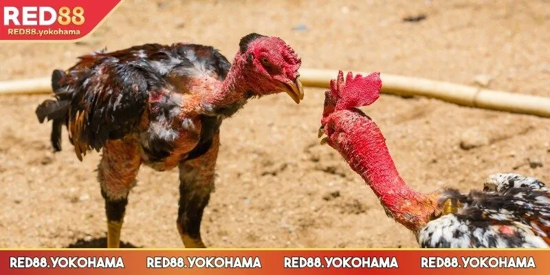 Tìm hiểu sơ lược coi đá gà trực tiếp
