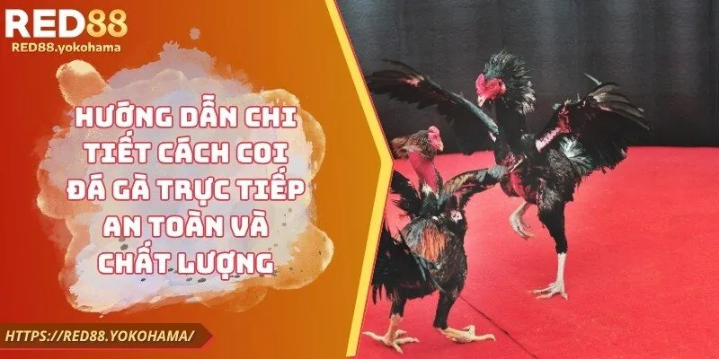 Hướng Dẫn Chi Tiết Cách Coi Đá Gà Trực Tiếp An Toàn Và Chất Lượng