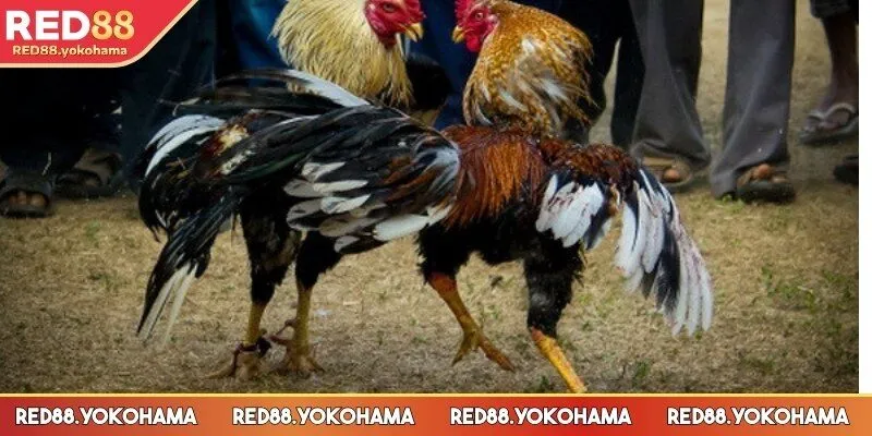 Đá gà bình luận - Loại hình chân thực với thưởng khủng