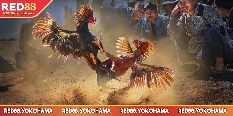 Ưu điểm hấp dẫn tạo nên sự ưa chuộng rộng rãi