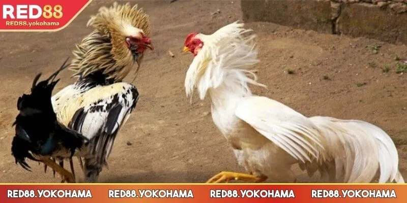 Ưu điểm nổi bật với đa dạng trận đấu khác nhau