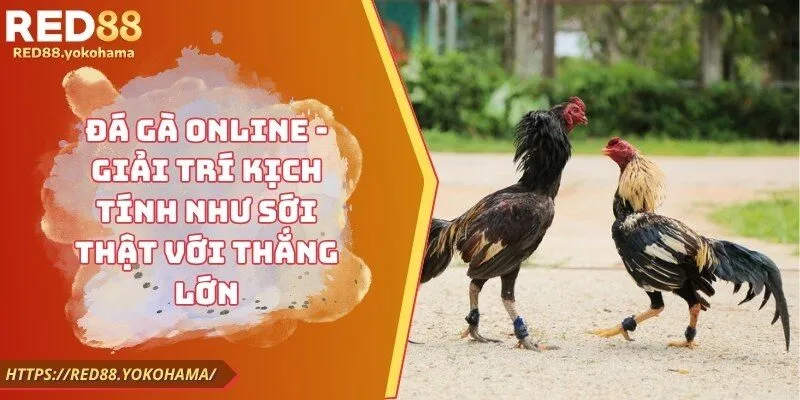 Đá Gà Online - Giải Trí Kịch Tính Như Sới Thật Với Thắng Lớn