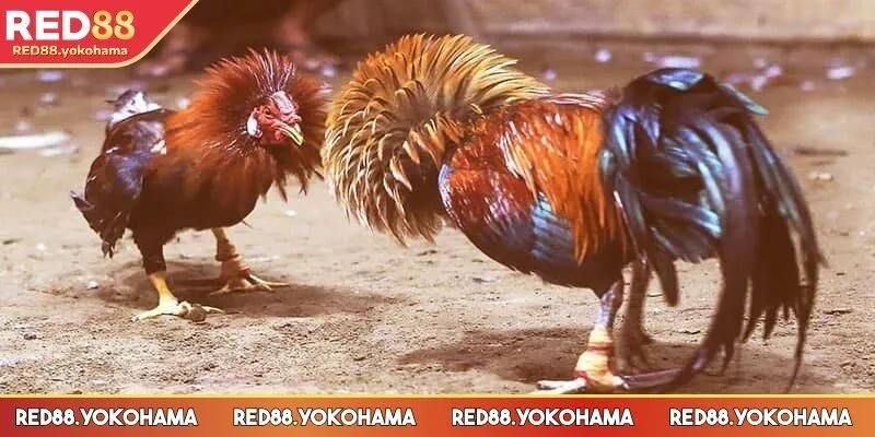 Các kèo được ưa thích và sử dụng rộng rãi hiện nay