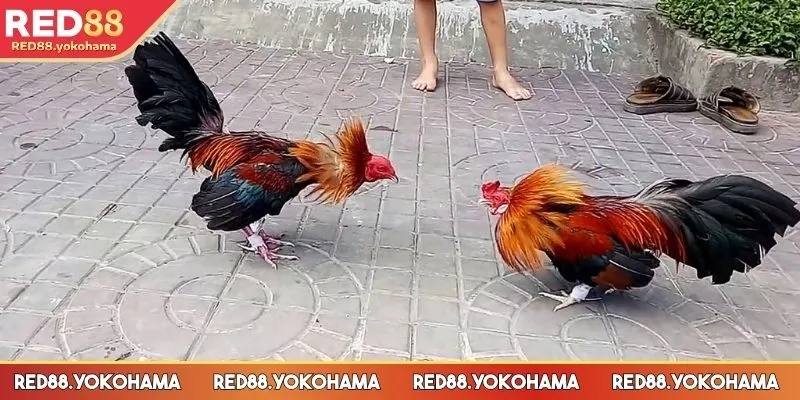 Hình thức đá gà tre phổ biến hiện nay mà bạn có thể tham khảo