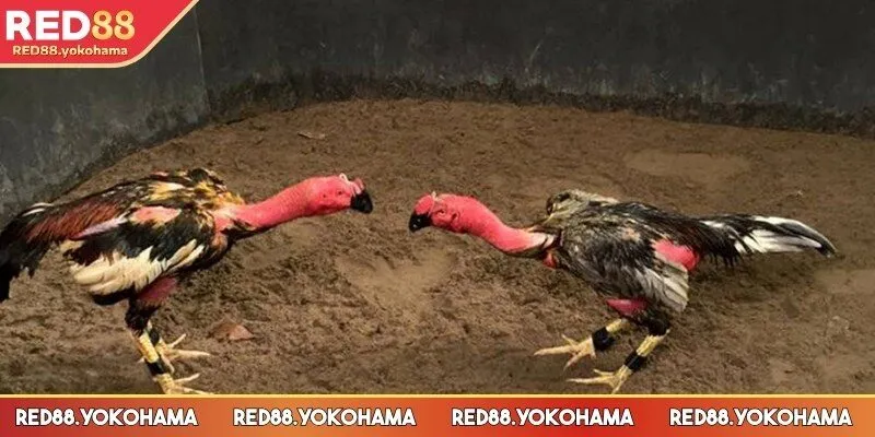 Thủ thuật độc đáo giành chiến thắng lớn từ hội viên lâu năm