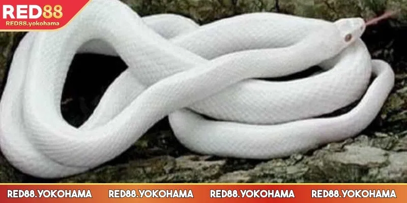 Giải mã giấc mơ thấy rắn trắng