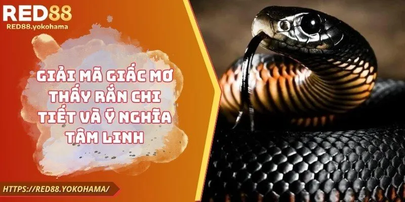 Giải Mã Giấc Mơ Thấy Rắn Ý Nghĩa Và Con Số Lô Đề Đổi Đời