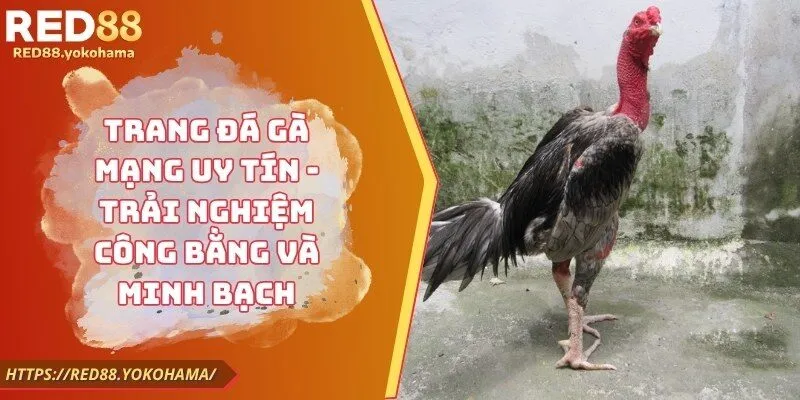 Trang Đá Gà Mạng Uy Tín - Trải Nghiệm Công Bằng Và Minh Bạch